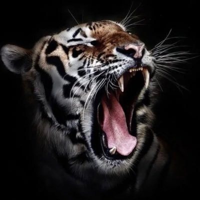 sharkzone12's profile picture. Self improvement