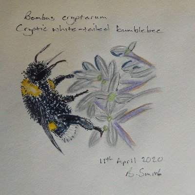 Sailing, woodwork, ecology, hydrology, museums #citsci #volunteers #conservation #charities #PeopleEngagement #communications #BumblebeeArt