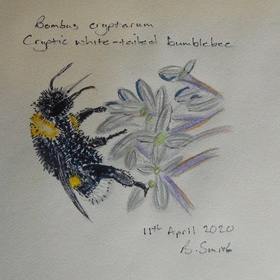 Sailing, woodwork, bumbles, ladybirds, museums #citsci #volunteers #conservation #charities #PeopleEngagement Manager @bumblebeetrust (Ex UKCEH) #BumblebeeArt