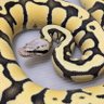 0706Katwo's profile picture. ボールパイソン、カーペットパイソン好き🐍 時々レオパ、ニシアフ そろそろ繁殖も頑張りたい 無言フォロー失礼します🙇♂️