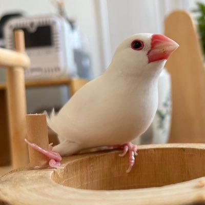 白文鳥2羽 シナモン文鳥1羽 キンカチョウ2羽と生活してます。コッコは右足が不自由です。可愛い写真が撮れたらツイートしてます。