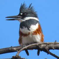 Ted Floyd (@birdingmagazine) 's Twitter Profile