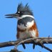Ted Floyd (@birdingmagazine) Twitter profile photo Ted Floyd (@birdingmagazine) Twitter profile photo