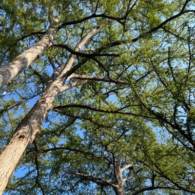 TonysData's profile picture. 