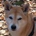 Rio (@shiba_rio) Twitter profile photo Rio (@shiba_rio) Twitter profile photo