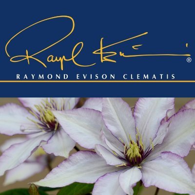 Raymond Evison Clematis are the result of 50 dedicated years searching, breeding and developing truly modern flowering clematis for today's homes and gardens.