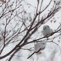 さかむけ (@sakamuke213) 's Twitter Profile