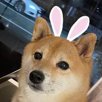 柴犬とトリニータが大好き💕