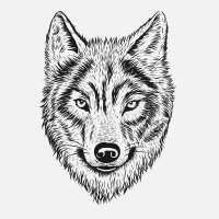 Wolf lovers world(@Wolfloversworld) 's Twitter Profile Photo