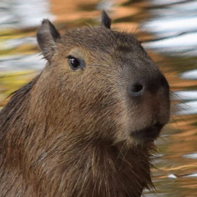 ishowyouhere's profile picture. 