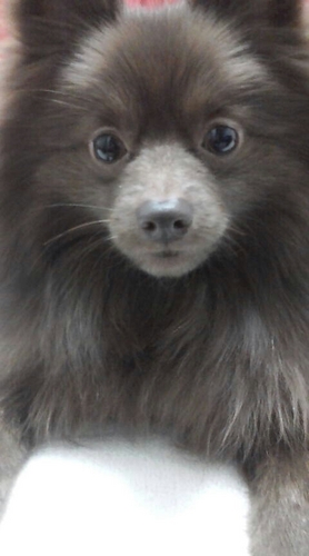 pinkpink815815's profile picture. 