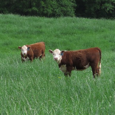 Climate-Smart Grown in SC Profile