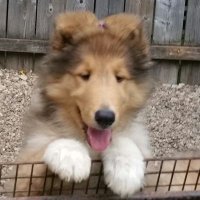 Konservative Kim (@kim_luvecho) 's Twitter Profile