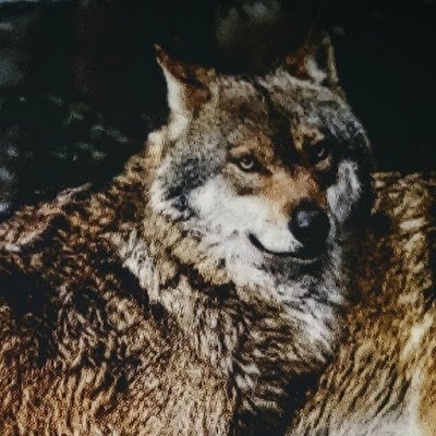 robloxpro998's profile picture. 