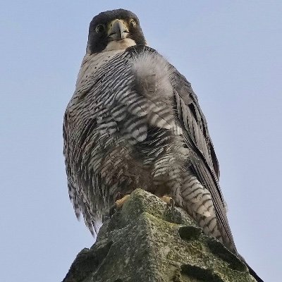 Occasional Volunteer with cathedral,all views are my own. These are birds of prey so will be some images people don’t https://t.co/H3DqOJyZCR IS A PEREGRINE SITE!