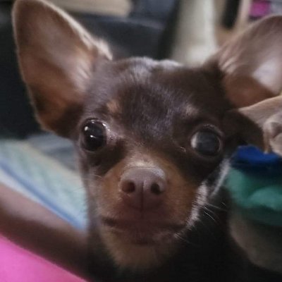 Lavendervulpix's profile picture. I'm half korean half crazy pot of soup. Hobbies are drawing, crafting, fishing, outdoors stuff, and other things. Dog mom and gamer nerd. Weird but unique. :3