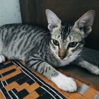 Bagha | $BEYOND (@baghapatra19) 's Twitter Profile