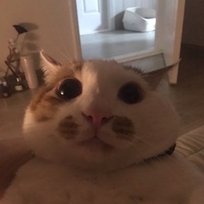 peachykittvn's profile picture. °。gamer-ish art account, °。 — coming soon °。°