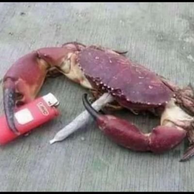 I don't know, be yourself. I'll just congratulate you on it. also, I'm a crab now. still be yourself.