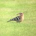Huw Morgan (@huw_birding) Twitter profile photo Huw Morgan (@huw_birding) Twitter profile photo