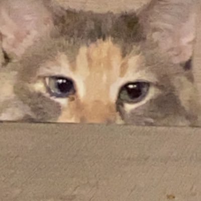 Meatbal1442's profile picture. 18, lesbain, and genderfluid (thinking of trying she/they). FREE PALESTINE 🇵🇸 FREE UKRAINE 🇺🇦 https://t.co/h5Vilc7DHP