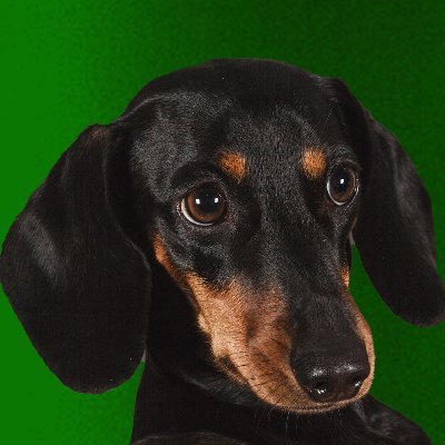 dachshundzones Profile Picture