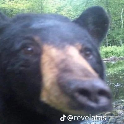 immediocre1's profile picture. im still convinced Guy Sebastian was Covid patient zero. MikuBOLA solos the verse. Also number 1 bunny rin muse dash player