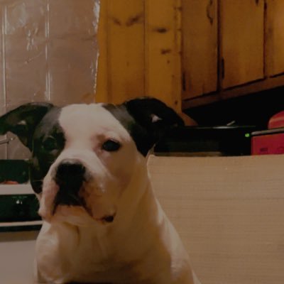 BigKeyz's profile picture. A whole lotta gay shit 👅