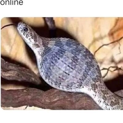 Conta nova, quero ver me deletarem.
Patriota.