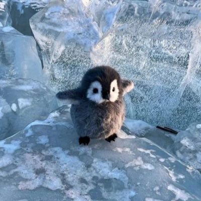 ThePenguinTrade's profile picture. Fibonacci based Trader