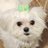 Missy Maltese