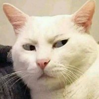 Zarif Khan (@zarifkhan004) 's Twitter Profile Photo