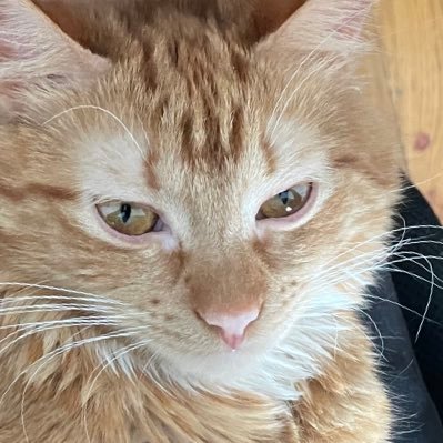 ThisForBliss's profile picture. Trade, Tech and Fitness