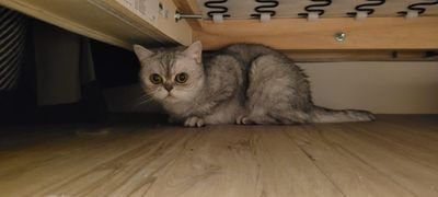 E4wz3W9gU42YibQ's profile picture. 