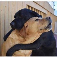 Digster333 Constitutionalist (@digster333) 's Twitter Profile