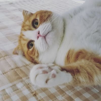 娘の影響でAAAのファンになり、最初は真ちゃんファンでした😄今も推しですが、Nissyentertainmentで心奪われ、毎日Nissyの事ばかり考えてしまっている私です😣