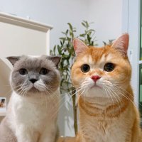 พี่จิเอล | น้องกิยัว (@cielmeowmun) 's Twitter Profile