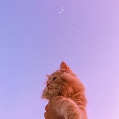 retweet more than tweet 🥺 | love XiaoZhan💖✨ | venti, ayato, kafka, luocha, ruanmei, aventurine, sylus, the herta | xfx: xz only | mute notifications