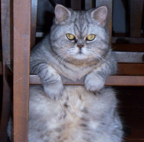 Alison 🇺🇦🇪🇺🇨🇦🇬🇱