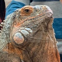 銘々容量🇺🇸 (@_naga_mei) 's Twitter Profile Photo