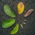 AsliWongPati (@asliwongpati) Twitter profile photo AsliWongPati (@asliwongpati) Twitter profile photo