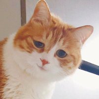 理想是自由 (@mundane799699) Twitter profile photo