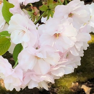 marusa15's profile picture. ザンネンとポンコツな日々
趣味１美術館博物館/仏像/日本美術
趣味２☆宮田幸季さんのトマト応援隊//とうらぶ/食物語/ツイステ//薄桜鬼/CZ/WOF/SYK/GHP/華ヤカ/アムネ/OZMAFIA/レンド/ティアブレイド/殺スト/ネオロマ他/ 彩雲国物語/☆FF11引退尻鯖=下記url参