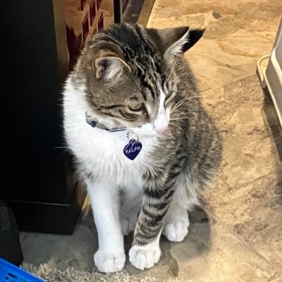 swaggyduck6608's profile picture. 