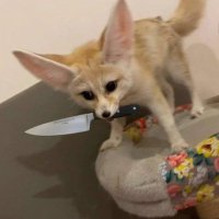 ApolloFoox (@atzinfoox) 's Twitter Profile