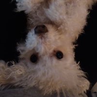 BetterOffCute (@theusualsus) 's Twitter Profile Photo BetterOffCute (@theusualsus) 's Twitter Profile Photo