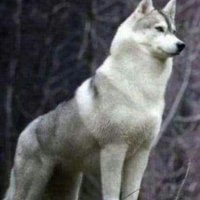 H الذيبH (@hh04679423) Twitter profile photo