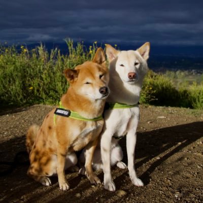 the real Shibas of the metaverse. rescue advocates, breed integrity enthusiasts and goodest bois! (best known as: shibabrosononthego on IG)