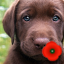 pg_woodlouse's profile picture. Last year, Oxford student. Next year, Cambridge traitor. This year, being mistaken for a housewife