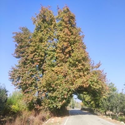 haamid_andrabi's profile picture. Limited edition of everything...